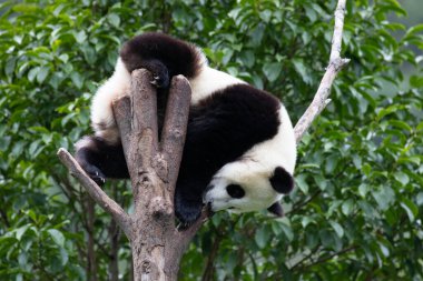 Şirin tüylü küçük dev panda ağaçta eğleniyor, Shenshuping, Wolong Pandas Üssü, Çin