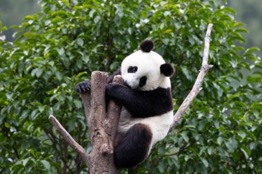Şirin tüylü küçük dev panda ağaçta eğleniyor, Shenshuping, Wolong Pandas Üssü, Çin