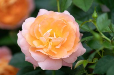 Yaz Konsepti, Parktaki Güzel Portakal Gülü