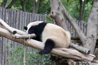 Komik Uyuyan Panda, Chengdu, Panda