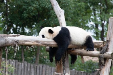 Komik Uyuyan Panda, Chengdu, Panda