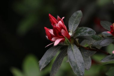 Yaz Konsepti, Doğanın Güzelliği, Parkta Çiçek açan Kızıl Rododendron Çiçekleri