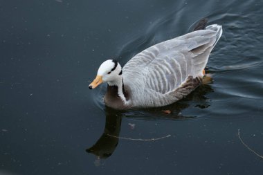 Pekin Hayvanat Bahçesi gölünde yüzen mutlu çubuk kafalı kaz.