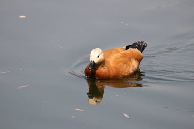 Mutlu Erkek Ruddy Shelduck Gölün kenarında dinleniyor