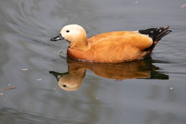 Mutlu Erkek Ruddy Shelduck Gölün kenarında dinleniyor