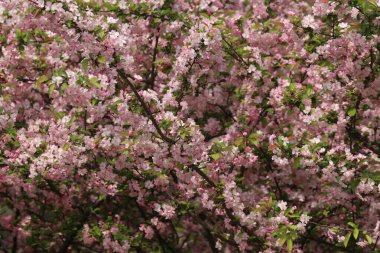 Yaz Konsepti, Parktaki Güzel Pembe Neşeli Çiçek