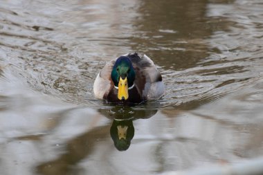Güzel erkek yeşilbaş ördek Yüzme göle