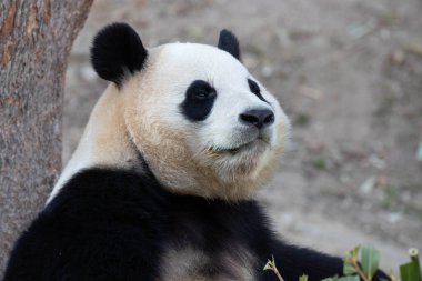 Mutlu Kadın Panda 'nın Komik Pozu, Fu Bao, Everland, Güney Kore