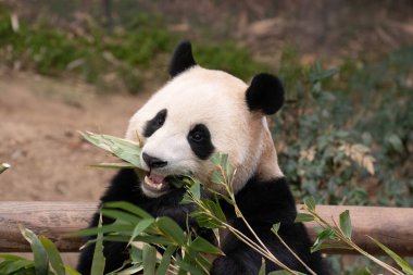 Mutlu Kadın Panda 'nın Komik Pozu, Fu Bao, Everland, Güney Kore
