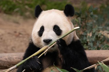 Mutlu Kadın Panda 'nın Komik Pozu, Fu Bao, Everland, Güney Kore