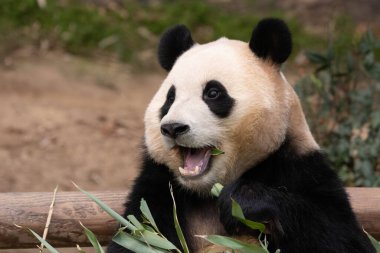 Mutlu Kadın Panda 'nın Komik Pozu, Fu Bao, Everland, Güney Kore