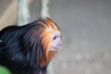 Tatlı Altın Saçlı Aslan Tamarin kameraya bakıyor.
