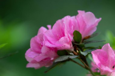 Parktaki güzel pembe açelyayı kapat.