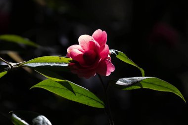 Bahar Konsepti, Kapan Kırmızı Camelia Çiçeği