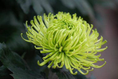 Yaz Konsepti, Parkta açan Yeşil Kasımpatı çiçekleri