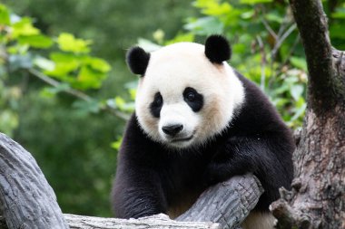 Erkek Panda, Amerika 'dan döndü, Xiao Qi Ji, Wolong Dev Panda Doğa Koruma Alanı, Shenshuping, Çin