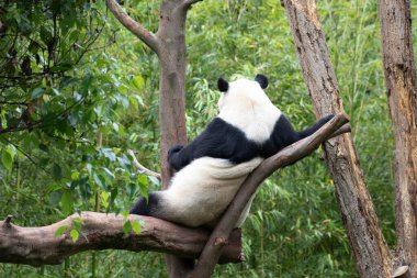 Tatlı dişi Panda, Rui Rui, ağaçta dinleniyor, Wolong Devi Panda Doğa Koruma Alanı, Shenshuping, Çin