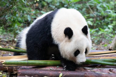 Yumuşak Panda, Bei Chuan, Bambu Yaprakları Yeme, Chengdu, Çin