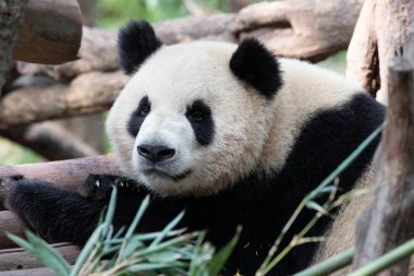 sevimli dev panda portresi, Chengdu, Çin