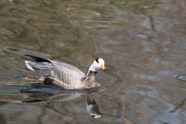 Pekin Hayvanat Bahçesi gölünde yüzen mutlu çubuk kafalı kaz.