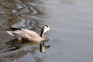 Pekin Hayvanat Bahçesi gölünde yüzen mutlu çubuk kafalı kaz.