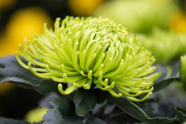 Yaz Konsepti, Parkta açan Yeşil Kasımpatı çiçekleri