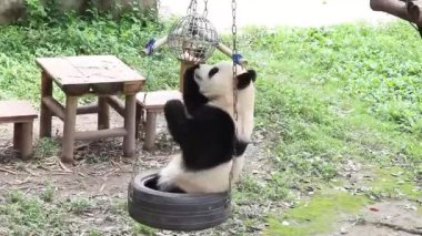 Küçük Panda, Yu Ai, Sallanan Lastik 'te oturuyor, Chongqing, Çin