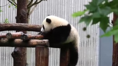 Wolong Panda üssündeki Mutlu Küçük Panda, Çin