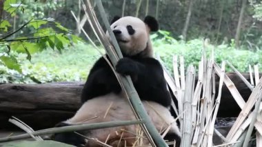 Bambu yaprakları yiyen dev panda, Chengdu Panda Üssü