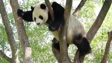 Dişi Panda, Fu Bao, Everland, Güney Kore 'deki ağaçta.