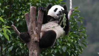 Mutlu küçük panda ağaçta dinleniyor