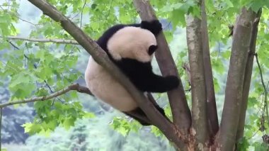 Oyuncu panda ağaçta eğleniyor, Wolong panda üssü.
