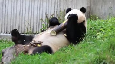 Kapat Mutlu Panda bambu yiyor