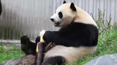 Panda ABD 'den döndü, Xiao Qi Ji, Wolong Panda Üssü
