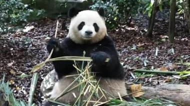 Yumuşak Panda, Mei Lan diğer adıyla Rou Rou bambu yiyor, Wolong Panda Üssü