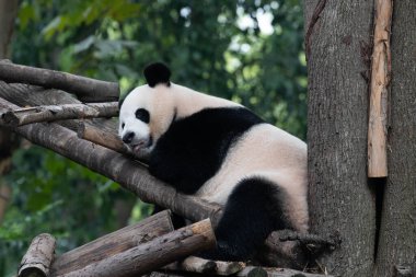 Çin 'in Chengdu Panda Üssü' ndeki ahşap yapının üzerinde uyuyan pandayı kapatın.