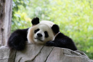 Uyuyan Panda 'nın ön görüntüsü, Wolong Panda üssü