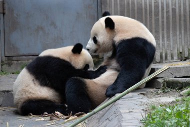 Anne panda bebeğini emziriyor, Wolong panda üssünde.