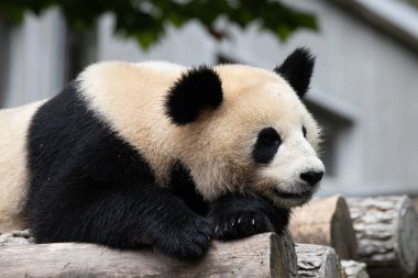 Tüylü Maymun Komik Pozu, guenonların arasında,