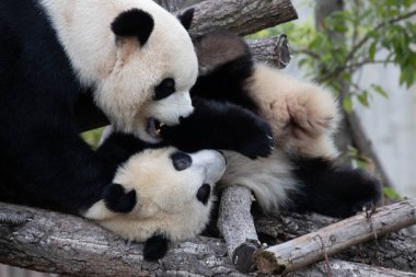 Anne Panda bebeğiyle oynuyor, Wolong Panda Üssü, Çin