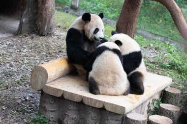 Anne Panda iki bebeğini emziriyor, Chongqing, Çin
