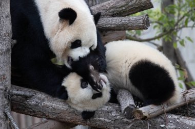 Anne Panda bebeğiyle oynuyor, Wolong Panda Üssü, Çin
