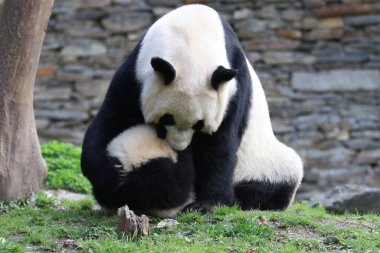 Anne Panda bebeğiyle oynuyor, Wolong Panda Üssü, Çin