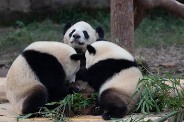 Anne Panda yeşil bahçede bebeklerini emziriyor.