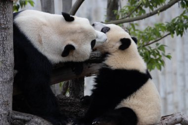 Anne Panda Bebeğini Öpüyor, Wolong Panda Üssü, Çin
