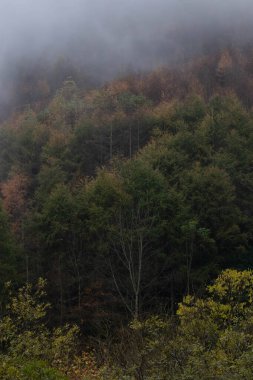 Vadideki yapraklar altına dönüştüğünde doğanın huzur ve sükuneti