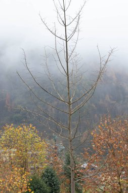 Vadideki yapraklar altına dönüştüğünde doğanın huzur ve sükuneti