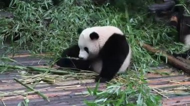 Tüylü panda yerde bambu yiyor, Chengdu Panda üssü.