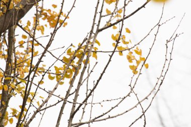 Doğanın Güzelliği, Sarı Ginkgo yaprakları Sonbaharda berrak gökyüzünün arka planıyla