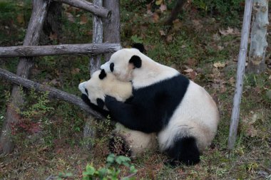 Anne Panda yavrusuyla oynuyor.